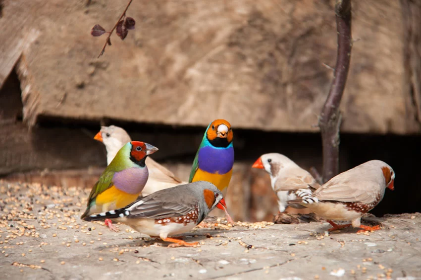 DIY Homemade Bird Seed Mixes for Finches and Canaries: Tailored Nutrition for Your Birds