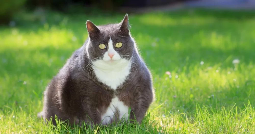 How to Prevent Cat Obesity – Tips for a Healthy, Active Cat