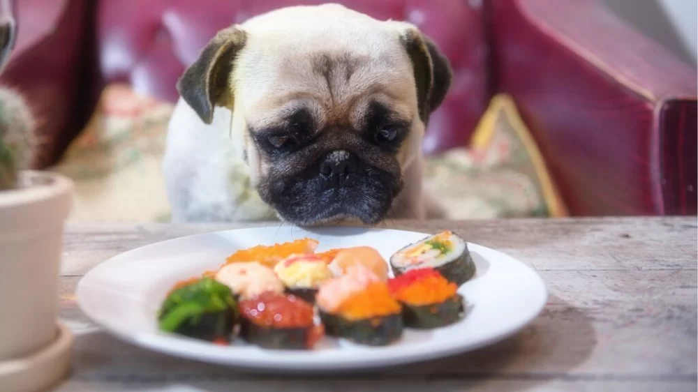 Homemade Dog Food for Weight Gain – Healthy Recipes to Help Your Dog Gain Weight