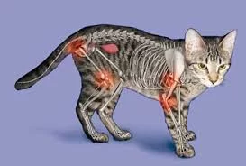 Signs of Arthritis in Older Cats and Dogs: How to Recognize and Manage It