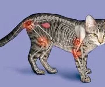 Signs of Arthritis in Older Cats and Dogs: How to Recognize and Manage It