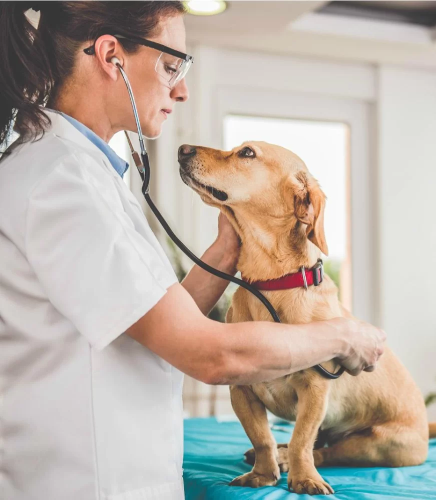 De Luca Veterinario: Trusted Veterinary Care for Your Beloved Pets