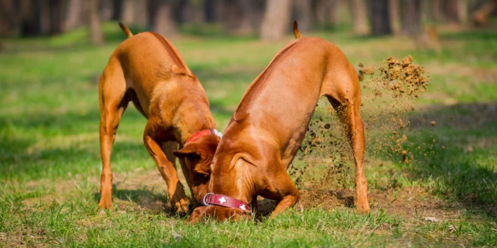 How to Train a Dog to Stop Digging: Effective Techniques and Expert Tips