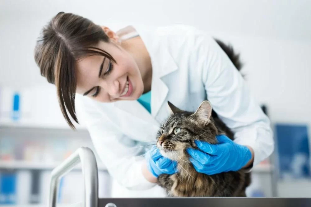 Why Should You Become a Veterinarian: Discover the Benefits and Rewards of a Veterinary Career