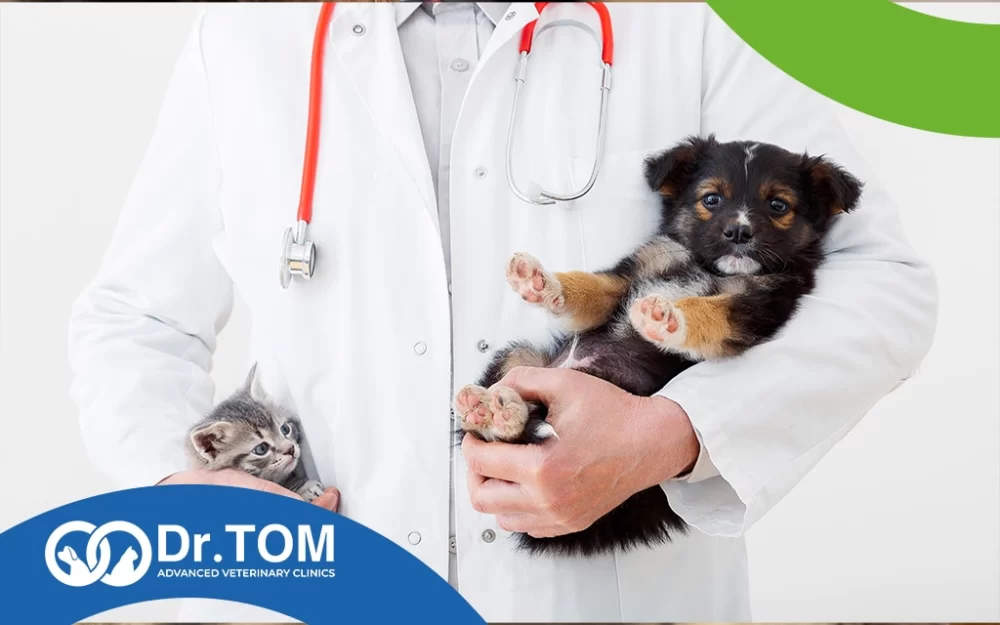 What Happened to Dr Tom Veterinarian? An In-Depth Look at His Journey and Impact