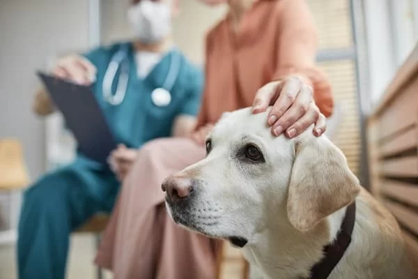 Pet Symptoms