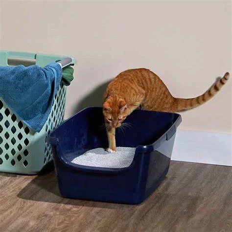How to Stop Cats from Meowing at Night: Effective Tips and Solutions