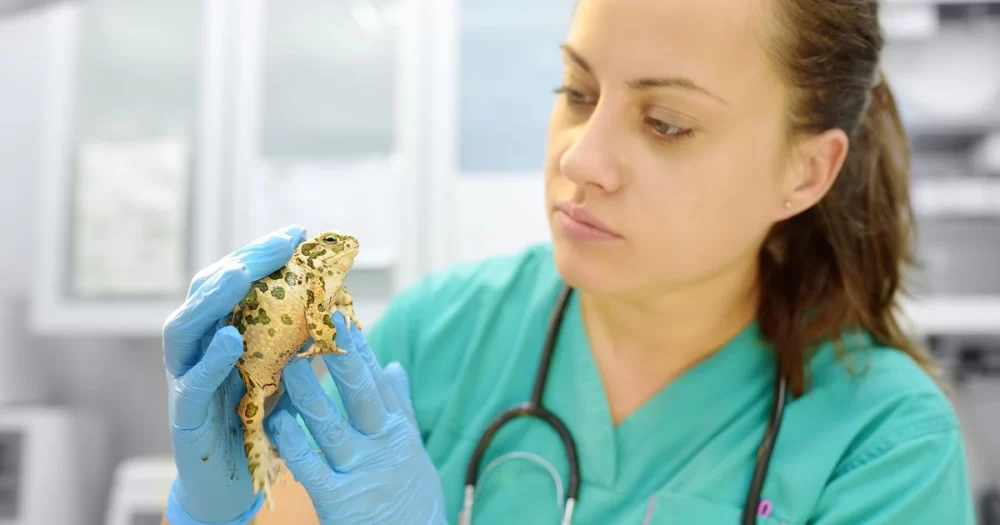 Cómo Se Escribe Veterinaria en Inglés: A Complete Guide to Veterinary Terms