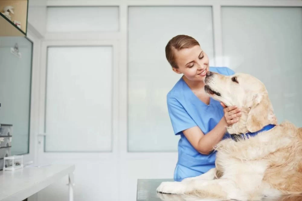 How Does Being a Veterinarian Benefit Society? Exploring the Impact and Importance