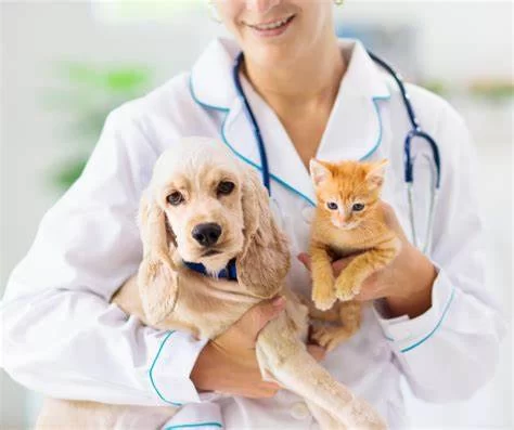 How to Do a Certain Veterinary Job: Essential Duties and Insights