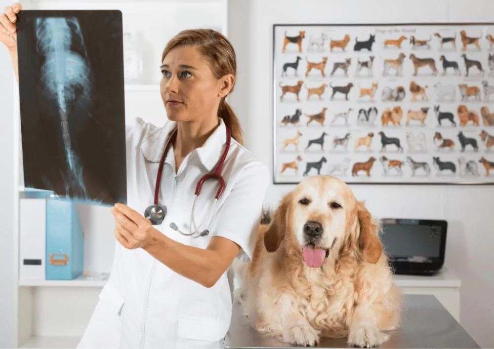 What Are Some Benefits of Being a Veterinarian? Exploring the Rewards of Veterinary Medicine