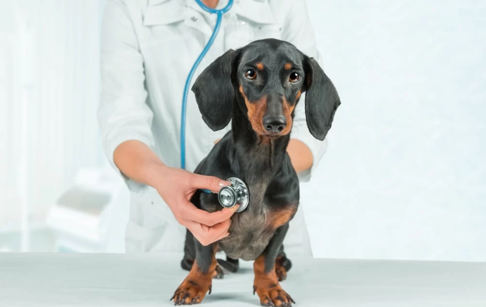 Can a Veterinarian Become Rich? Exploring Financial Success in Veterinary Medicine