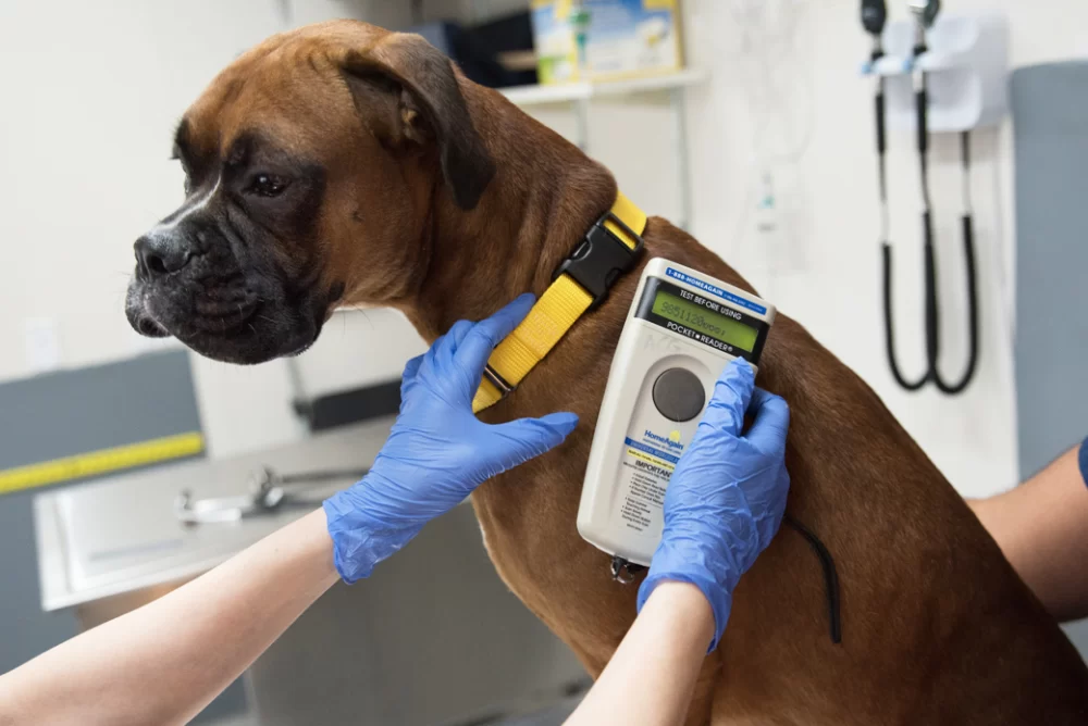 What Is Veterinary Forensic Science? Understanding Animal Crime Investigation