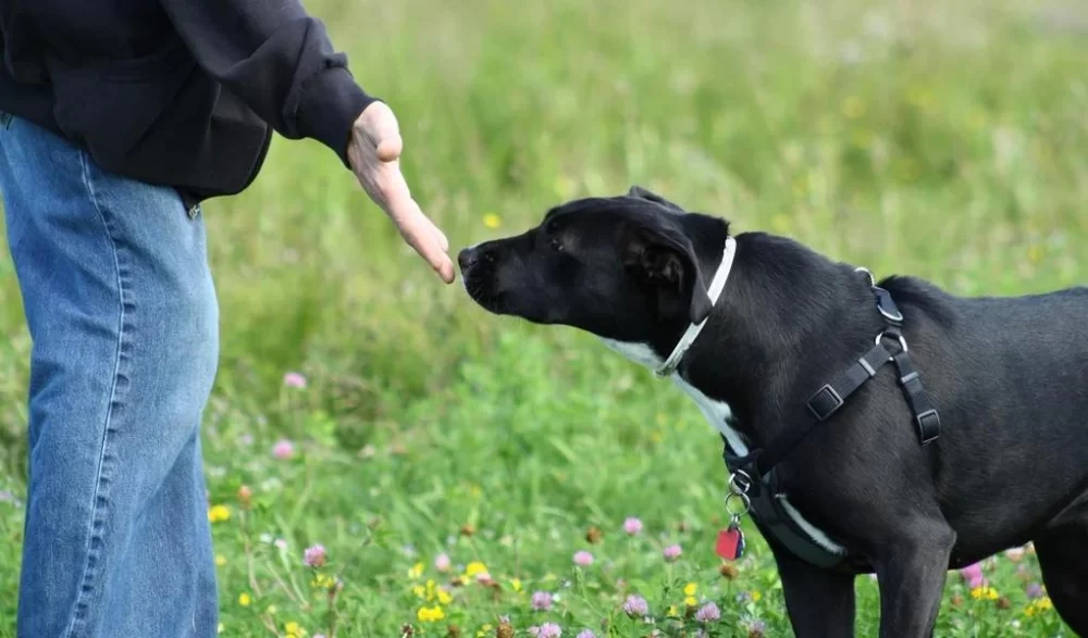 How to Socialize a Rescue Dog with Other Pets: Practical Tips for a Harmonious Home
