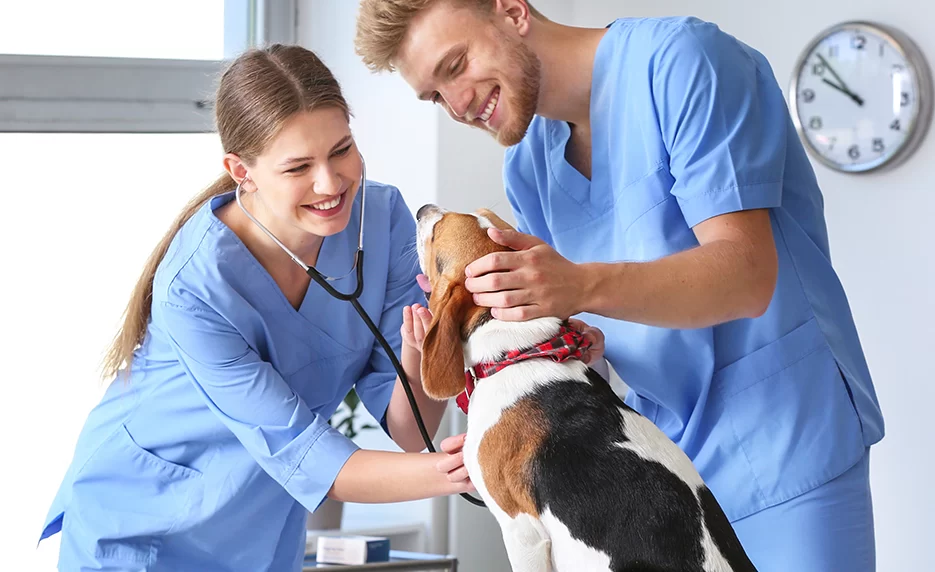 Do Veterinary Assistants Make Good Money? A Detailed Look at Earnings and Career Potential