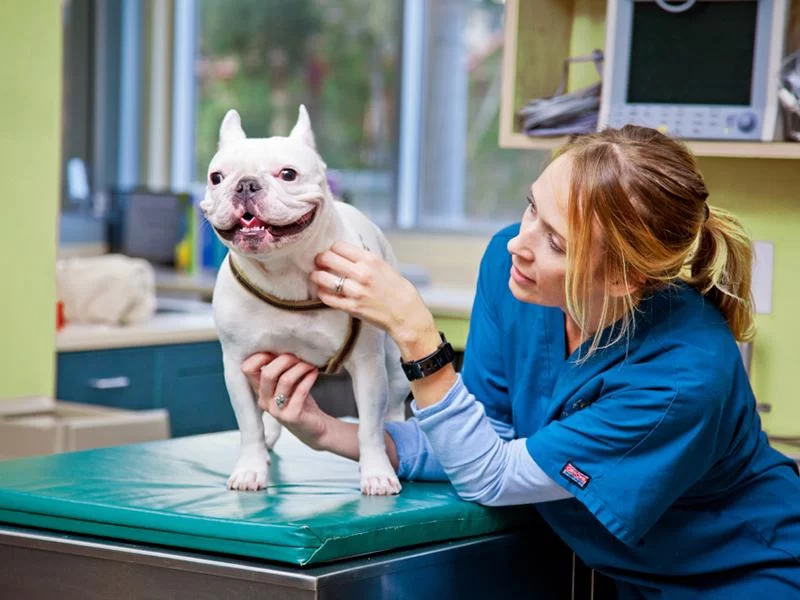 What Is a Veterinary Externship? Understanding Its Benefits and How to Apply