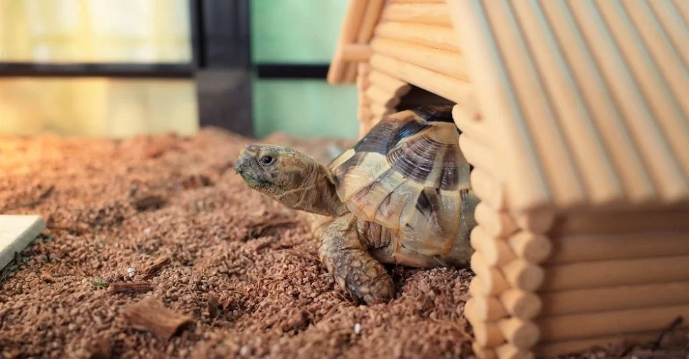 Can't Afford Turtle Veterinarian? Affordable Care Tips and Alternatives