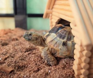 Can't Afford Turtle Veterinarian? Affordable Care Tips and Alternatives