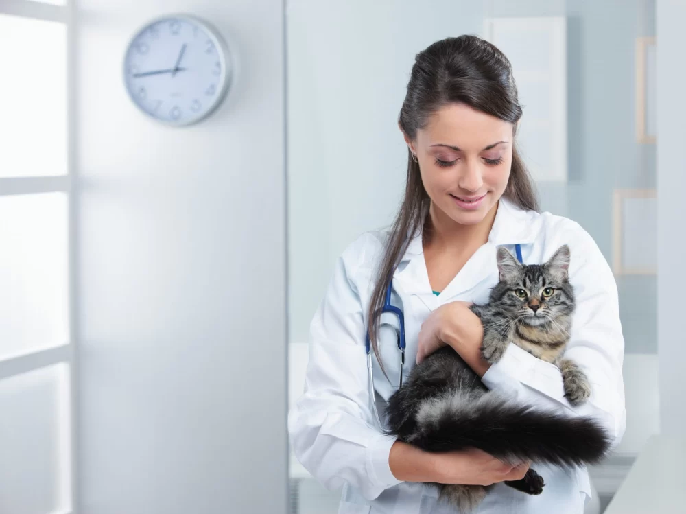 Finding Who Is the Best Veterinarian Near Me: Tips and Trusted Choices