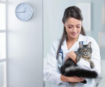 Finding Who Is the Best Veterinarian Near Me: Tips and Trusted Choices