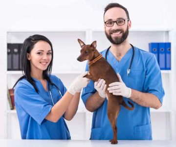 What Education Do You Need to Be a Veterinary Assistant? Complete Guide