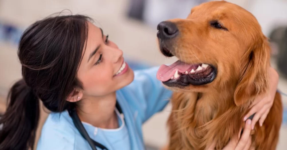What Are the Top 10 Veterinary Colleges in California: Detailed Guide & Insights