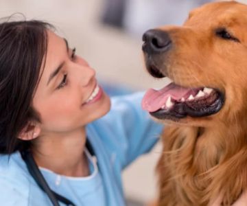 What Are the Top 10 Veterinary Colleges in California: Detailed Guide & Insights