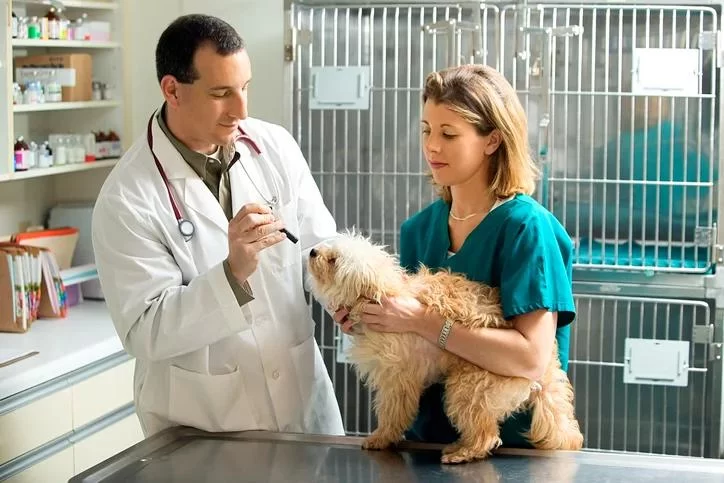 How to Become a Veterinarian in Singapore: Step-by-Step Career Guide