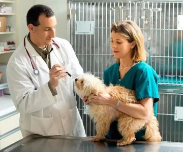 How to Become a Veterinarian in Singapore: Step-by-Step Career Guide