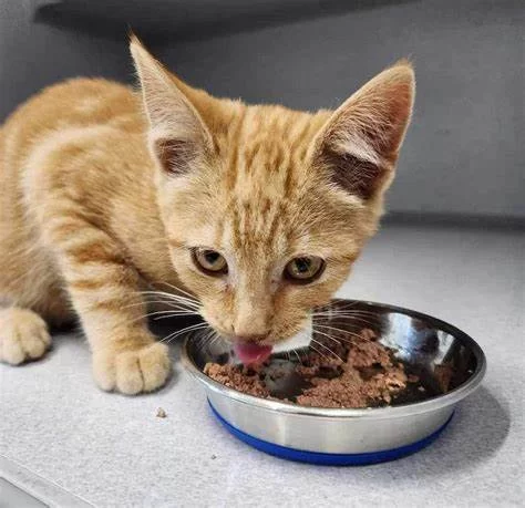 De Soto MO Veterinary Clinic: Trusted Care for Your Pets in De Soto