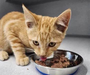 De Soto MO Veterinary Clinic: Trusted Care for Your Pets in De Soto