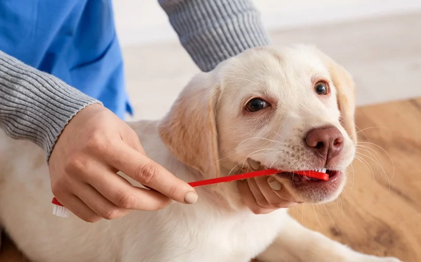 How to Clean Dog Teeth Naturally: Effective Tips for Healthy Oral Care