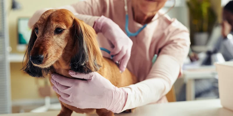 What Does Bid Mean in Veterinary Terms? A Clear Explanation