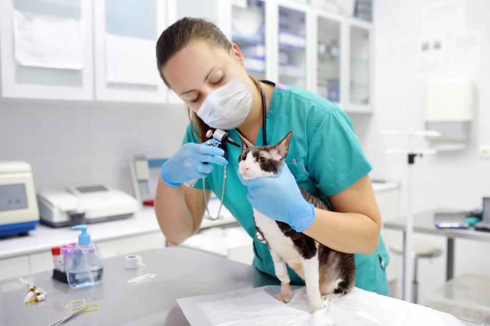 What Major Should I Choose to Become a Veterinarian? Best Paths Explained