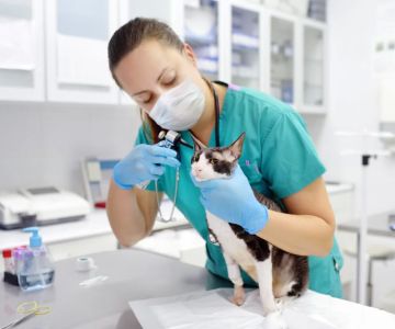 What Major Should I Choose to Become a Veterinarian? Best Paths Explained