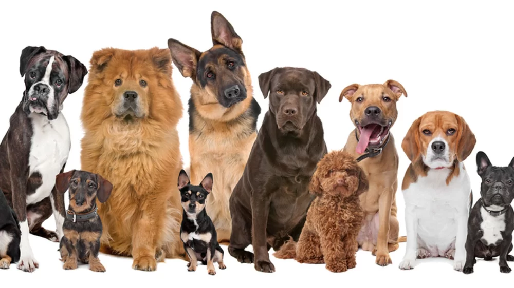Can a Veterinarian Tell What Breed My Dog Is? Exploring Breed Identification Methods
