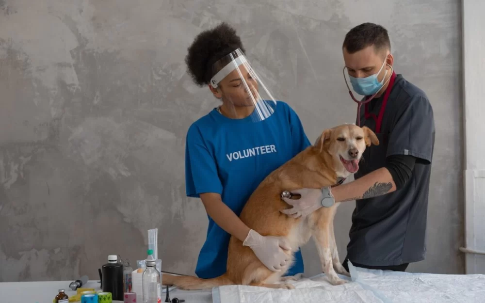 Is Veterinary Medicine Harder Than Human Medicine? An In-Depth Comparison