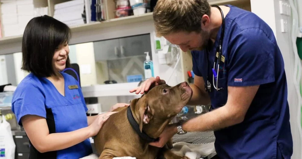 What Training or Education Is Required to Be a Veterinarian? Complete Guide