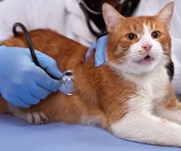 Finding the Best 24-Hour Veterinarian Clinic for Emergency Pet Care