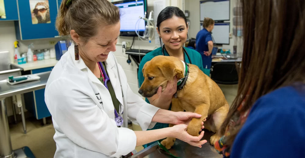 A Beckett Street Small Animal Veterinary Clinic: Trusted Care for Your Pets
