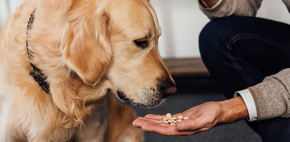 Is Gabapentin a Controlled Drug in Veterinary Medicine? What Pet Owners Should Know