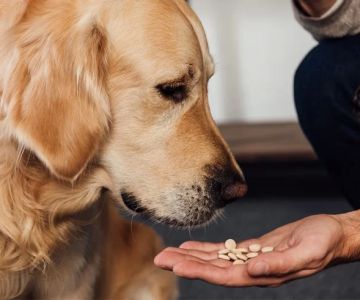 Is Gabapentin a Controlled Drug in Veterinary Medicine? What Pet Owners Should Know