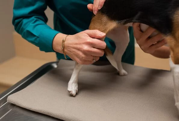 Understanding a Patient's Response Immediately Following Veterinary Spinal Manipulative Therapy