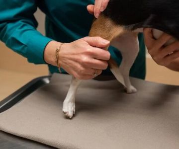 Understanding a Patient's Response Immediately Following Veterinary Spinal Manipulative Therapy