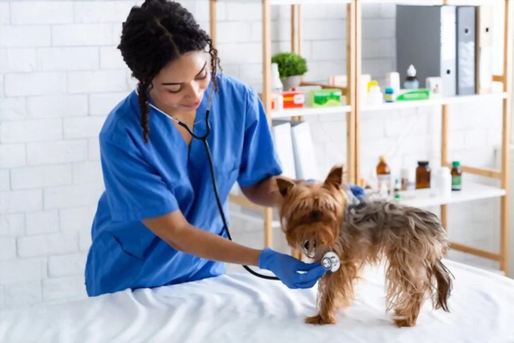 How to Become a Veterinarian in the UK: A Complete Guide to Vet Training and Career