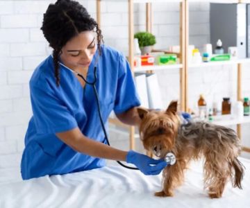 How to Become a Veterinarian in the UK: A Complete Guide to Vet Training and Career