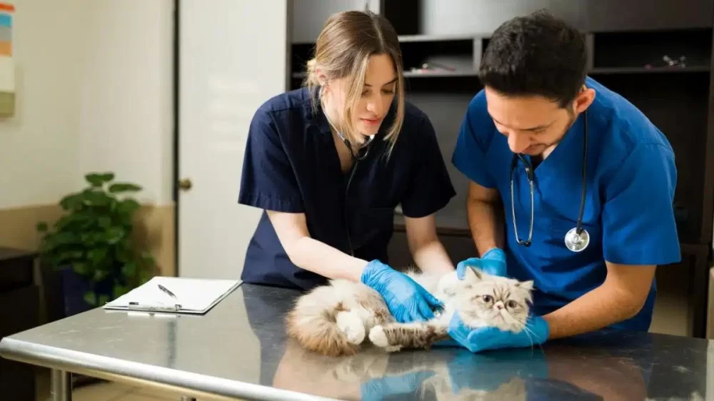 What Skills Does a Veterinarian Require? Essential Skills for Veterinary Success