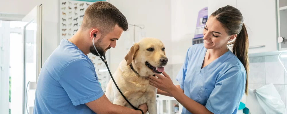 What College Is Best to Become a Veterinarian? Top Vet Schools and Career Insights