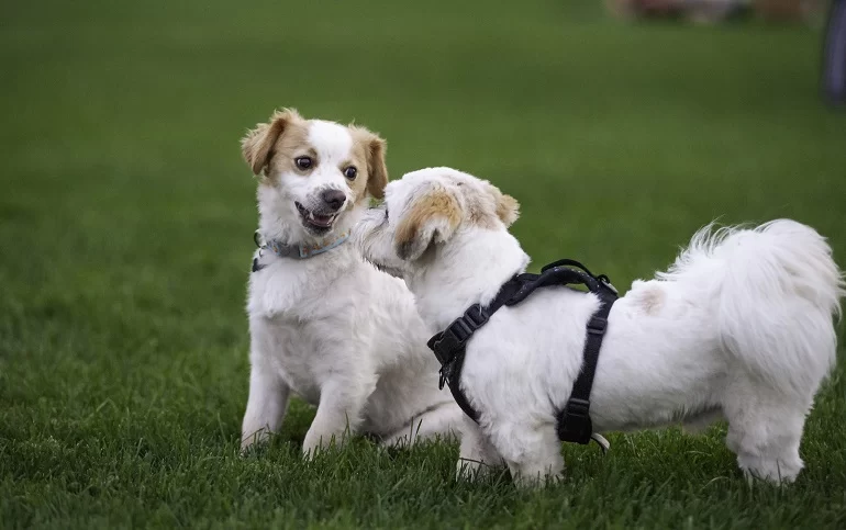 How to Socialize a New Puppy with Older Dogs: Effective Tips and Strategies