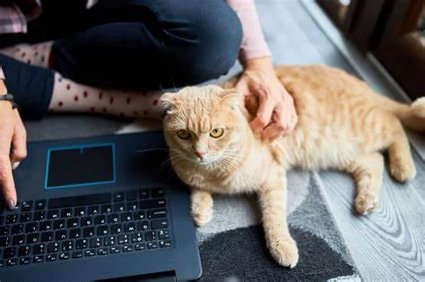 Is JustAnswer Veterinary Legit? Honest Review of Online Veterinary Advice